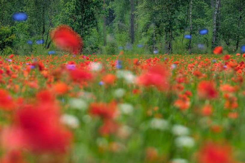 Mohnblumen von Mario Creanza