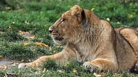 Asiatischer oder persischer Löwe : Blijdorp Zoo von Loek Lobel Miniaturansicht