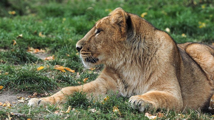 Asiatischer oder persischer Löwe : Blijdorp Zoo von Loek Lobel