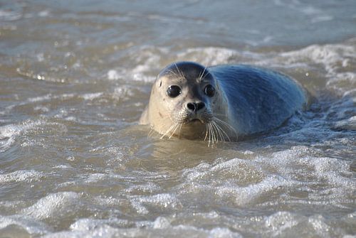 Zeehond