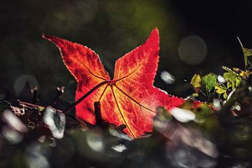 Herbstblatt von Rob Boon