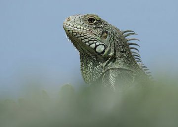 Portrait iguana