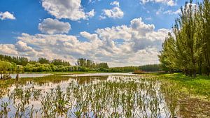 Großes Wasserspiel im Naturschutzgebiet Horsterwold