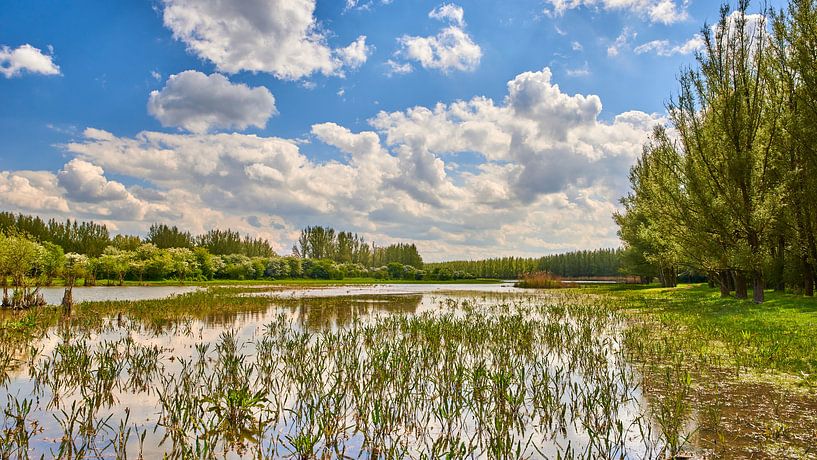 Großes Wasserspiel im Naturschutzgebiet Horsterwold von Jenco van Zalk