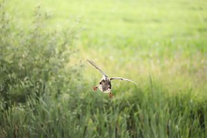 Funny duck flight