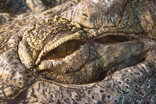 The eye of the crocodile