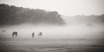 Horses in the fog