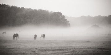 Horses in the fog