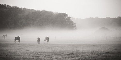 Pferde im Nebel
