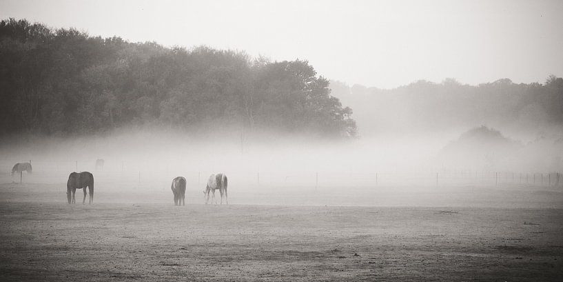 Horses in the fog by Peter Branger