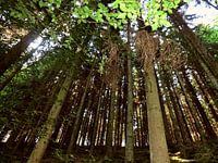 Forrest 1