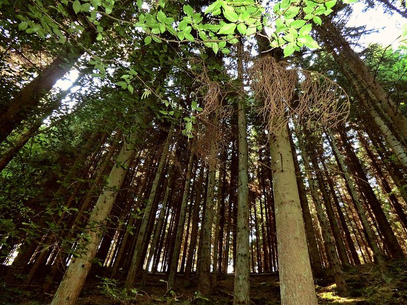 Forrest 1 par Desiree Barents