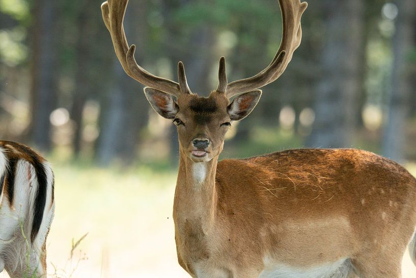 Oh deer! by Louise Poortvliet