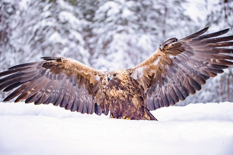 The Golden eagle (Aquila chrysaetos) by Gert Hilbink