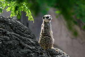 Close-up van een stokstaartje ( meerkat ) van Chihong