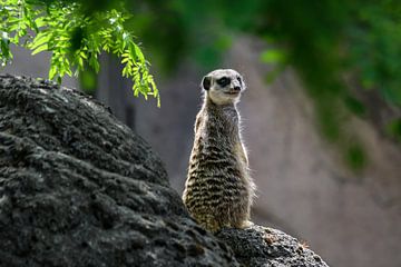 Close-up van een stokstaartje ( meerkat ) van Chihong