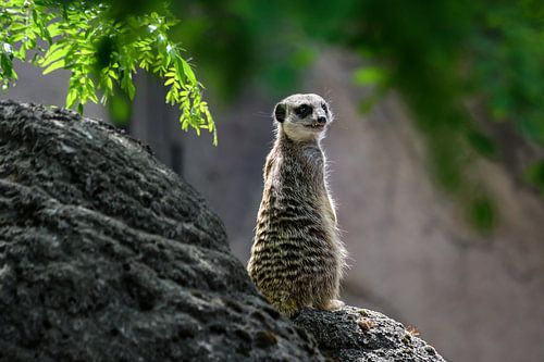 Close-up van een stokstaartje ( meerkat )