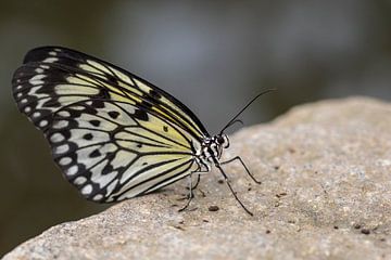 Butterfly (Idea leuconoe) sur Ursula Di Chito