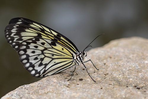 Weiße Baumnymphe (Idea leuconoe)