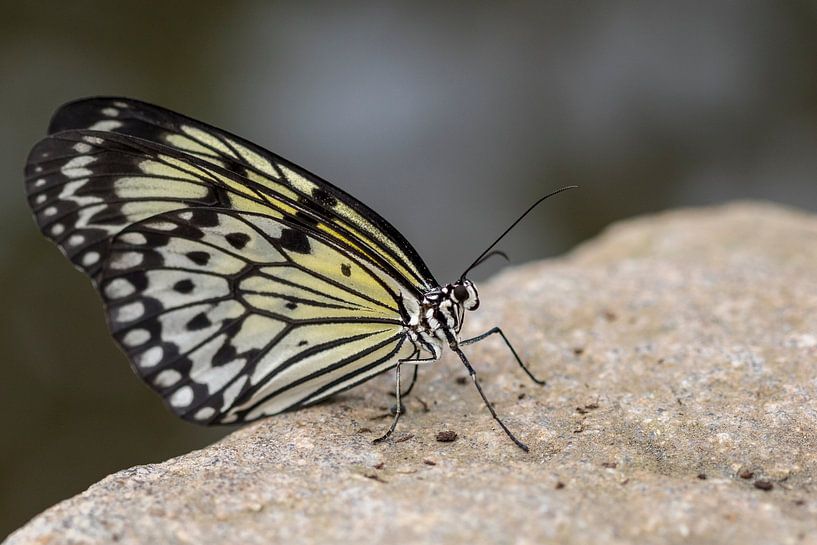 Butterfly (Idea leuconoe) by Puravida - Photography and photo art