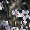 Weiße Mandelblüten im mediterranen Sonnenlicht von Adriana Mueller