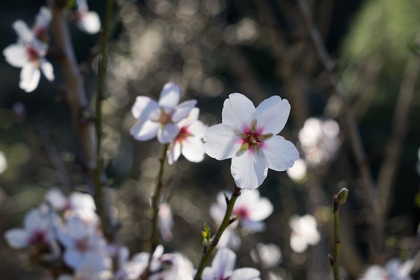 Weiße Mandelblüten im mediterranen Sonnenlicht von Adriana Mueller