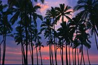 Palms at Sunset at Pu'uhonua o Hōnaunau, Hawaii par Henk Meijer Photography Aperçu