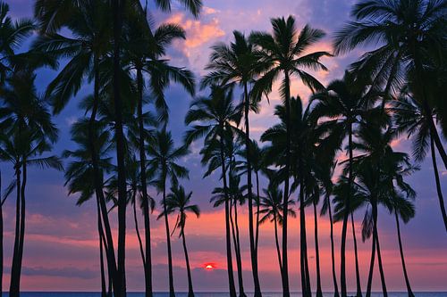 Palms at Sunset at Pu'uhonua o Hōnaunau, Hawaii