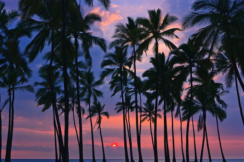 Palms at Sunset at Pu'uhonua o Hōnaunau, Hawaii par Henk Meijer Photography