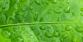 Zitronenbaumblatt von Bo Valentino