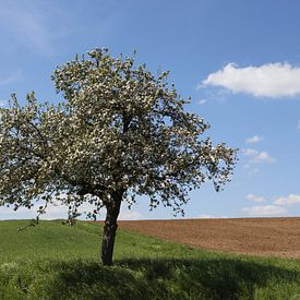 Apfelbaum mit weißer Blüte im Frühling in der Rhön von Martin Flechsig