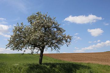 Apfelbaum mit weißer Blüte im Frühling in der Rhön