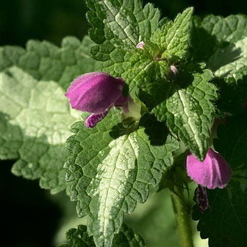 Natürliche Pflanze lila 2