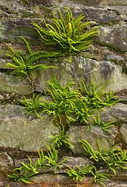 Ferns in wall (Ireland) by Marcel Kerdijk