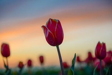 Tulips by Joyce Leenen