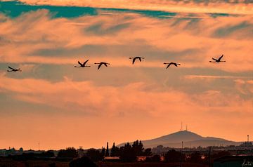 Vliegende flamingo's van Tom Kostes Photography