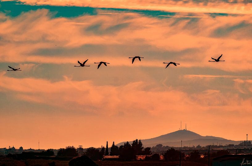 Vliegende flamingo's van Tom Kostes Photography