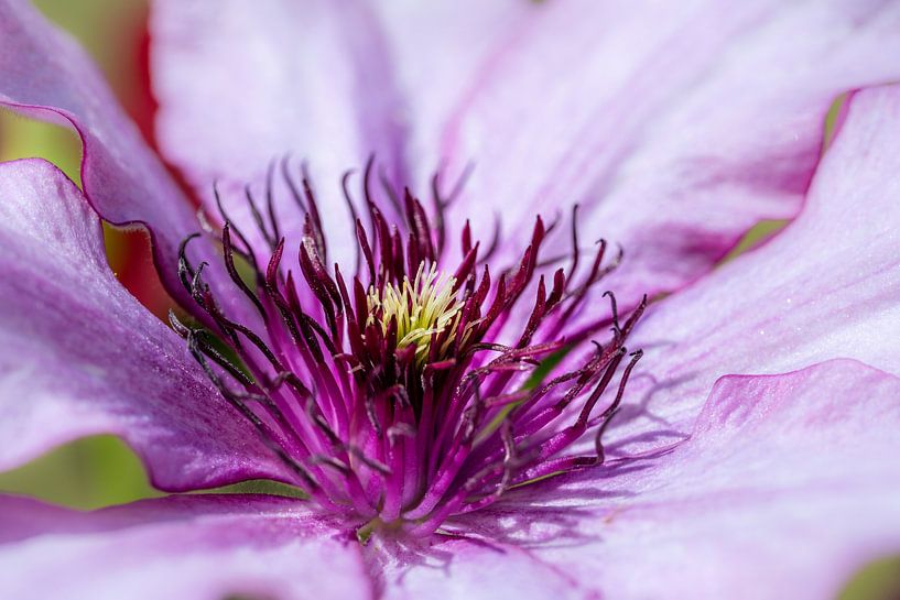 Abstract macro of a purple clematis flower by ManfredFotos