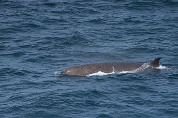Butskop walvis van Merijn Loch