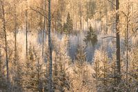 Waking up in the forest after the first cold night with some frost.