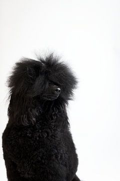 Caniche noir Zinzi sur Janine Bekker Photography