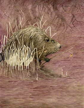 Ode to the beaver by Marieke Nelissen