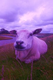 schaap, the sheep, der hammel,  by Yvonne de Waal Malefijt