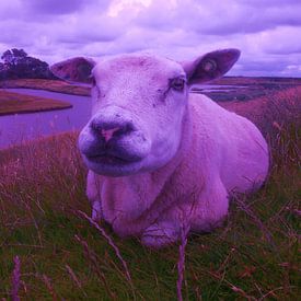 schaap, the sheep, der hammel,  von Yvonne de Waal Malefijt