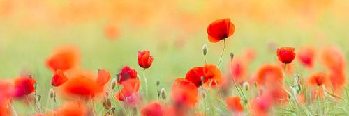Poppies in summer light III