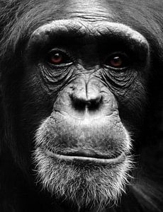 Portrait de chimpanzé