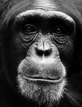 Portret Chimpansee van MSP Canvas