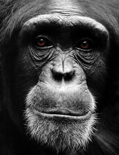 Portret Chimpansee