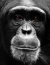Portret Chimpansee van MSP Canvas thumbnail