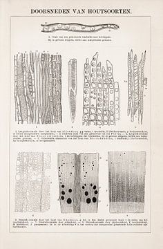 Botanische prent Doorsneden van houtsoorten van Studio Wunderkammer